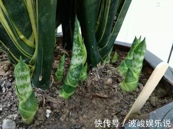 新芽|虎尾兰盆里加点2种“液体”，新芽不断，叶子挺拔，开花特香！