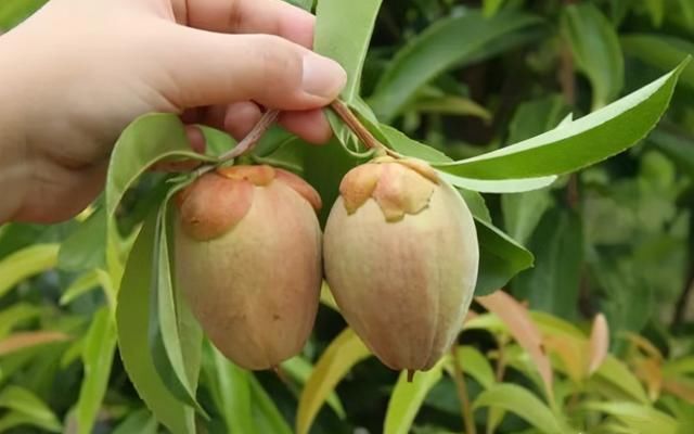 山中若|山中若见此物,请答应我,双手插袋,不要取下