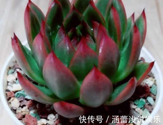 用废弃酒瓶,自己制作花盆,还不用切割机,再也不花钱买花盆了