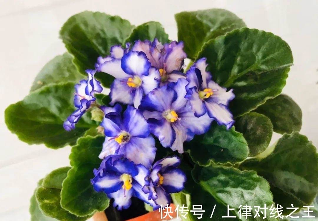 发芽|长筒花是“室内花量王者”，没光也能开爆盆，阳台党福音