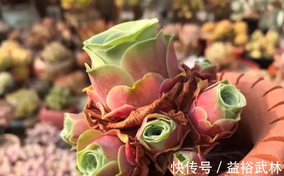 山地玫瑰|此款多肉叶子像玫瑰花，高贵漂亮，满足5点养成老桩，格外讨喜