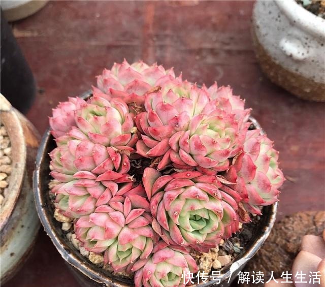 多肉养护“喷水”是绝招,养出“极品红”多肉,红红火火迎新年!