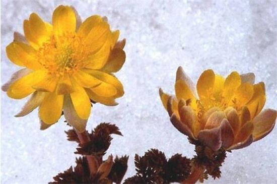 世界上十大最妖娆最毒的花,你喜欢的花在其中吗?