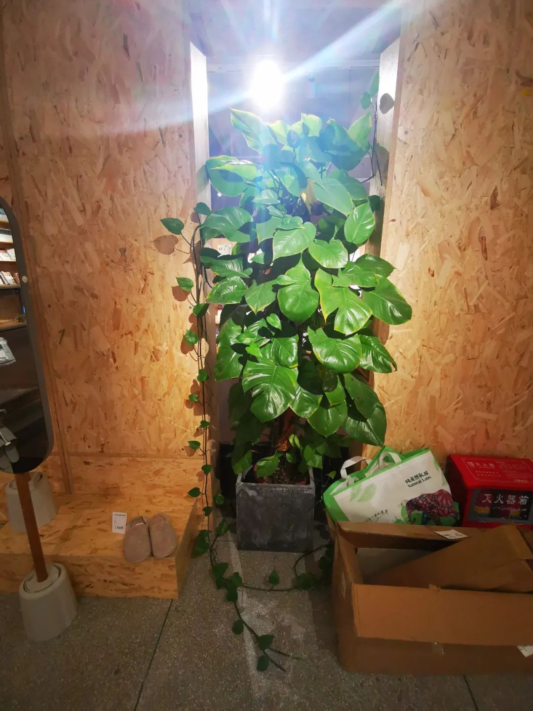 想让小叶绿萝变成大叶绿萝，茎长得更长，这7个养护技巧要掌握好