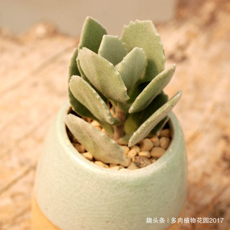 多肉中的呆萌代表,千兔耳这样养护