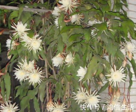 养花“磷钾肥”不用再买了,轻松自制效果强,养啥都能轻松爆满盆