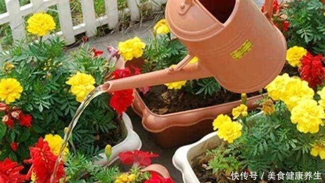 养花浇水的忌讳,“3种水”别浇花,浇一盆黄一盆,要牢记!