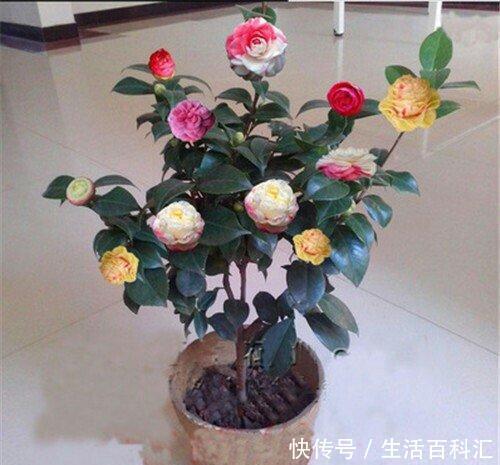 4种盆栽花卉,再好看也别买,养不活给自己“找麻烦”!