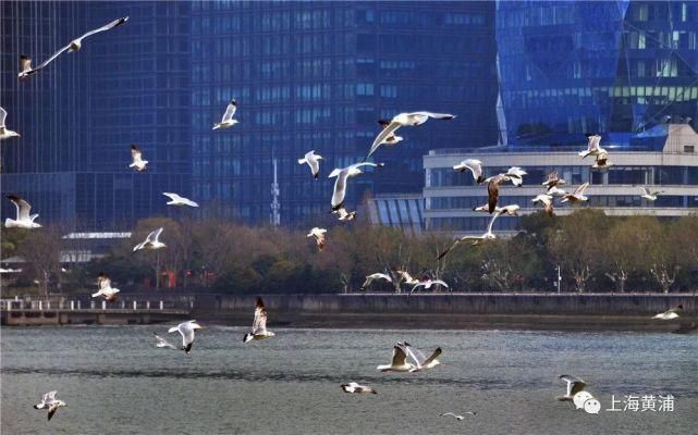 白雪|浦江畔的银鸥翩翩起舞，一起来赏美图