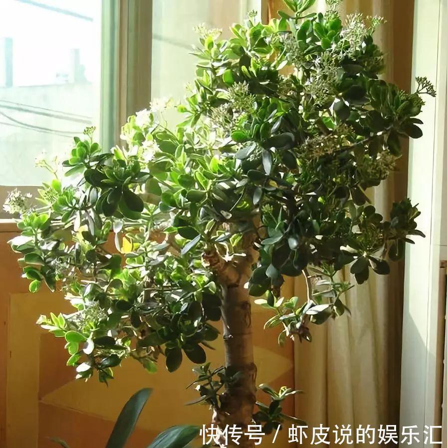 长寿花|7种“懒人花”,漂亮又好养,客厅养一盆,大气吉祥,养人又旺家