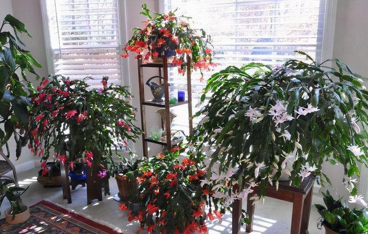 冷天,蟹爪兰有5怕,避开才能长满“钢片叶”,一年比一年开花多