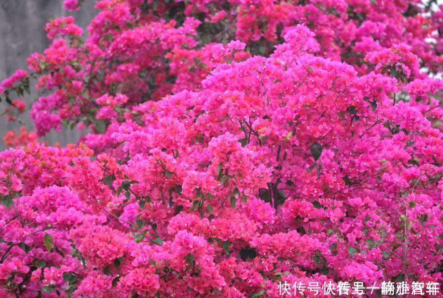 茶花|居家就养此款花卉，花大色艳胜玫瑰，芳香四溢，养在家中香飘满屋