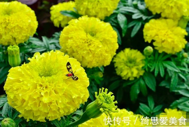 此花是一种敬老之花，寓意吉祥，祝愿长辈健康长寿！