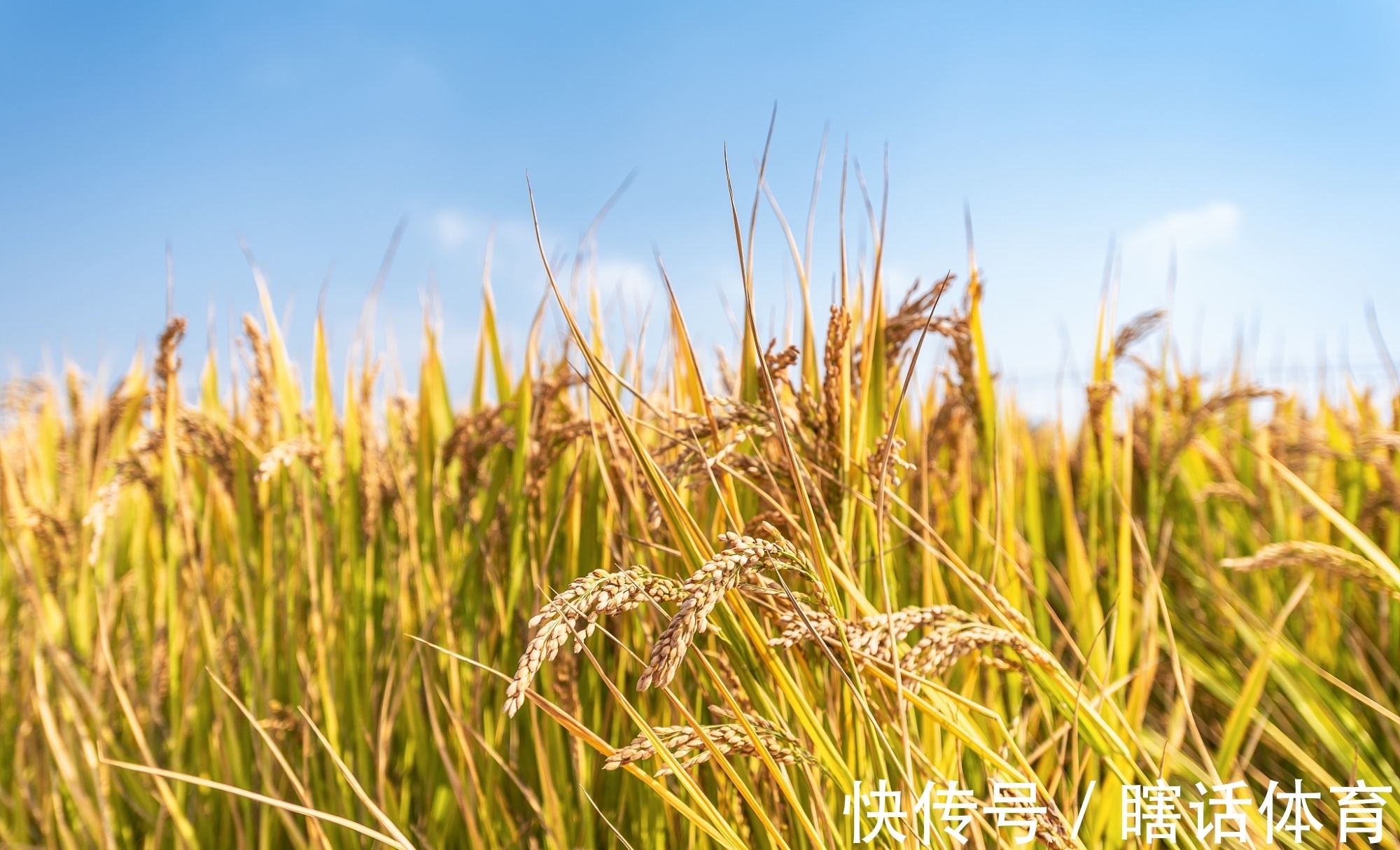 丹桂|牛背一笛催日落,稻花十里漫秋香。《秋香》对联47副