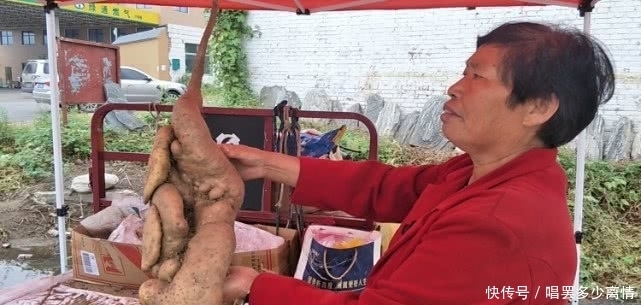 第一次见太行山上的野生山药,就是与众不同,不像山药更像根雕