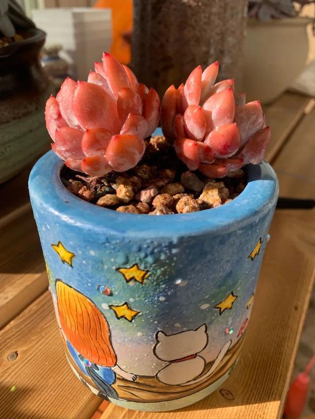 所爱隔山海,山海皆可平!多肉不只露养好看,灯光下的多肉也精彩