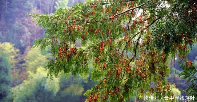 湖南邵阳绥宁一棵百年红豆杉，结满果实，当地人称为“一树红”