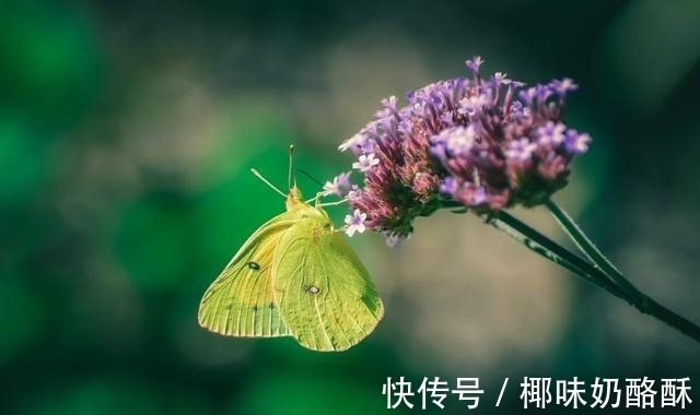 旧爱|桃花怒放，旧爱回归，此生无悔，重拾旧情，余生真情相守