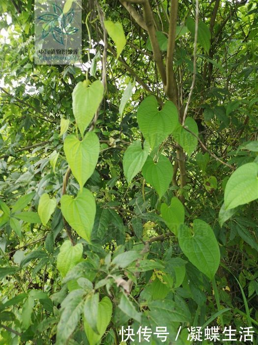黄药子,见过吗解毒消肿,化痰散结用于甲状腺肿大,癌肿