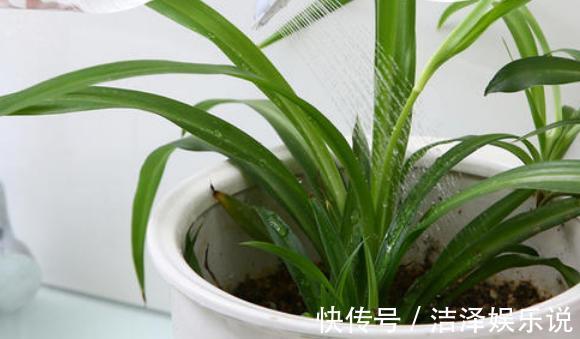 植株|家庭养花如何浇水注意3个“细节”，根系壮，开花多，植株旺