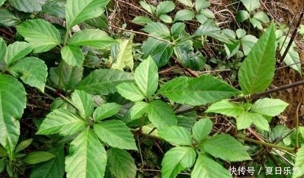 良药|人称“五爪龙”,过去拿来喂猪,却不知是野外救急良药,价值珍贵