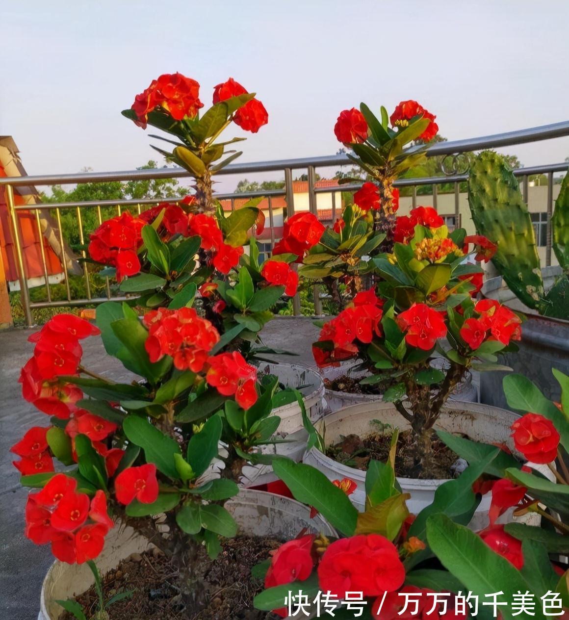 容易因多浇水而死的“10种花”,想要养好,管住手,少浇水