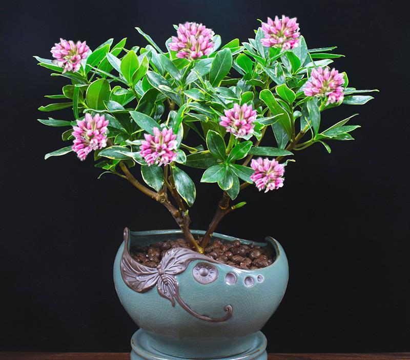 传统名花“金边瑞香”，注意4个问题，养的倍棒，花香溢满屋