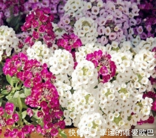 香雪球|家养这些花,好养易爆盆,花色清新又美丽,懒人也能轻松养爆盆