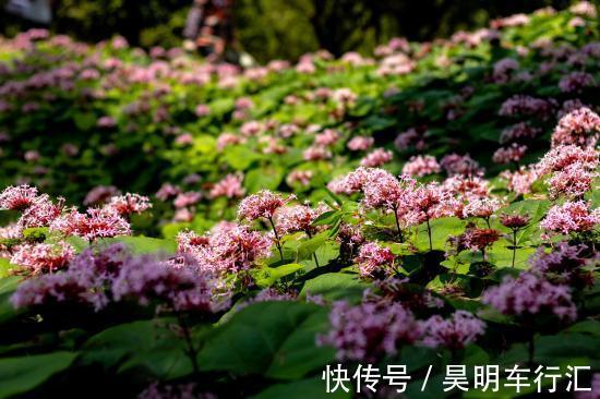 名字有点怪，看起来又很美，这种叫“臭牡丹”的花，你有见过吗？