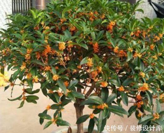 新手|最适合新手养的4种花,沾土就能活,一开就是300多天