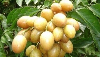 子宫|一行秋雨一场寒,咳嗽感冒高发期,多食用此“治病果”!