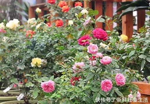 春季养这“4种”植物,花期长又好打理,阳台全年变成“小花园”!