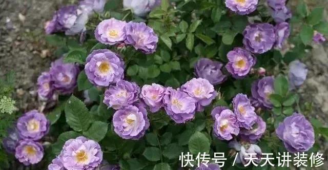 微月|在阳台上打造出一个月季小花园,距离你很近,做好4个方面就行