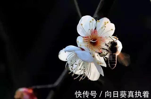 福报@比曾国藩《冰鉴》更大气, 千古奇书《心相篇》看透人性!