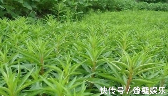 牲畜|农村被称为“养肝草”,曾经只是牲畜的饲料,其实价值珍贵