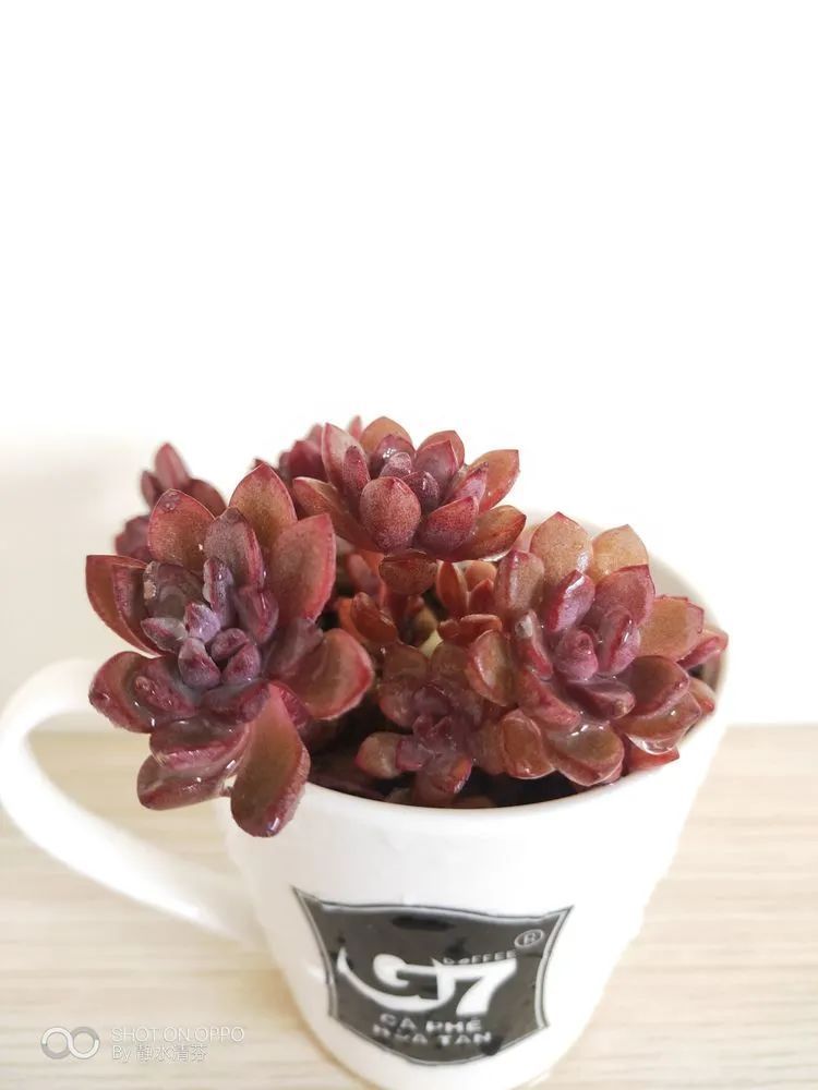 状态一般的多肉们,在我这儿已经是最美的存在了!