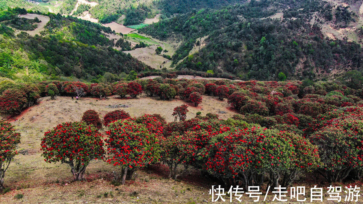 红松|《国家地理》评选的最美森林，去过一半此生无憾，你去过几个？