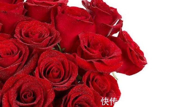 喜欢菊花,不如养“稀有玫瑰”卡罗拉,花色火红如火焰,美艳优雅