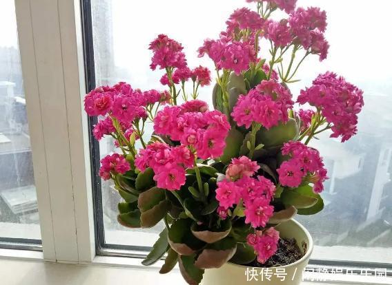 养这5样植物，将修剪做到位，才能年年抽枝发芽、长爆盆！