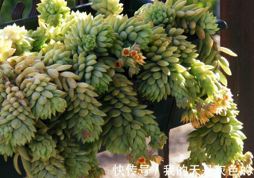 光照|养多肉千佛手，砍头繁殖简单，叶插成活率高，适合新人练手