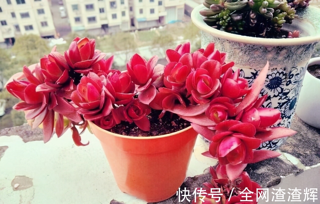 如果有露养的条件,别错过这5款多肉,出了状态红似火漂亮极了