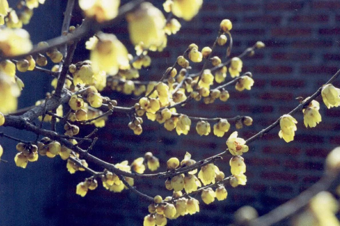 腊梅花叶子发黄干枯，和4点有关，做好后叶绿苗壮开花多