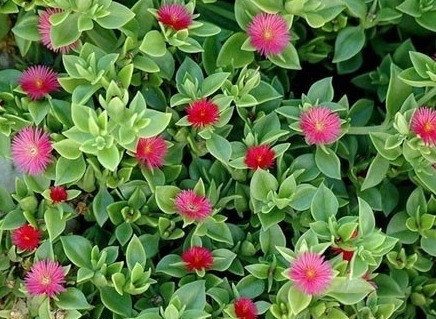 这花一根枝条就能活，花开的美不胜收，怎么养护你知道吗