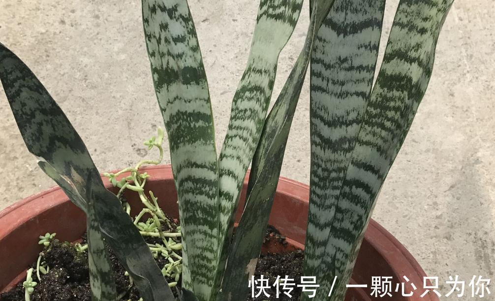 原来花卉还可以这么养，以后再也不用傻傻的去市场买花