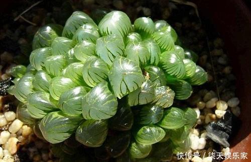 月季|塑料瓶太好用了!扦插月季、叶插多肉,都能派上用场