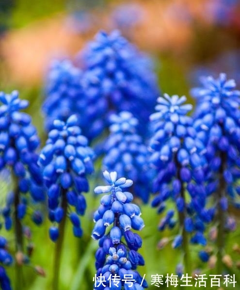 葡萄风信子别称蓝壶花 蓝瓶花 葡萄麝香兰 葡萄百合 葡萄水仙 快资讯 葡萄风信子别称蓝壶花 蓝瓶花 葡萄麝香兰 葡萄百合 葡萄水仙 快资讯