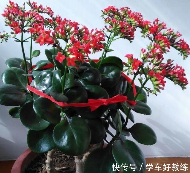 1米7的天竺葵，开花成瀑布，太震撼了！