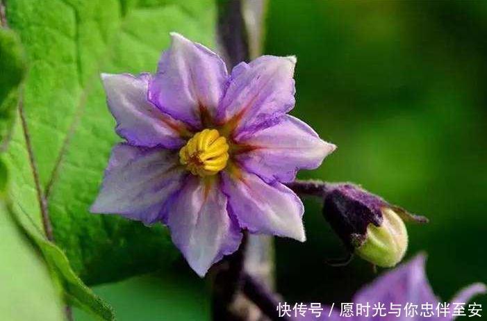 五颜六色的花，大家是否认得可以吃的“花”，对心血管有好处