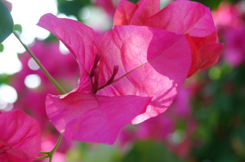 三角梅换土换盆时修根很重要,注意三点,植株更健康,爆盆很简单