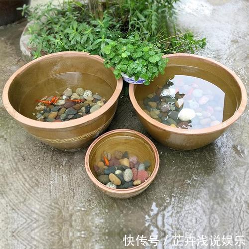 杀虫|家里有小院子,三种花草不要种,容易泛滥招蛇虫,很多人都害怕